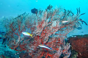 Surga Bawah Laut, Teluk Nusalasi Van Den Bosch