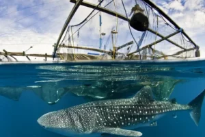 Konservasi Hiu Paus di Kaimana – Papua Barat, Indonesia