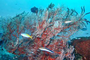 Surga Bawah Laut, Teluk Nusalasi Van Den Bosch